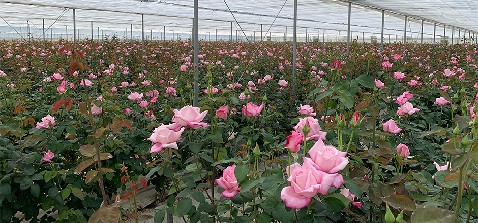 ナリス ローズガーデン 宮城県